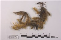 藏品(灰苔屬)的圖片